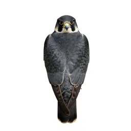 Peregrine