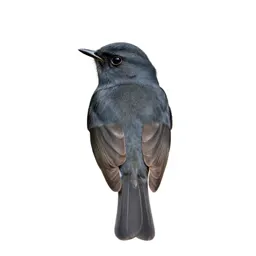 Pewee