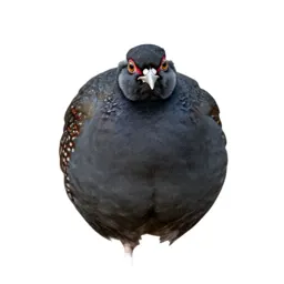 Phasianid