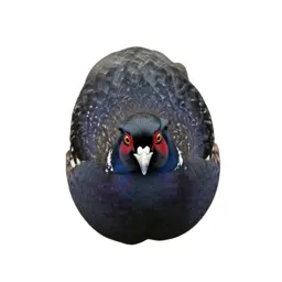 Pheasant