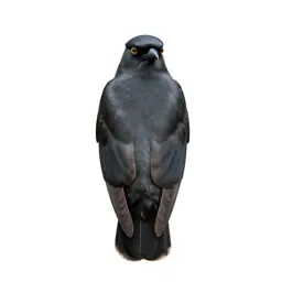 Piciform bird