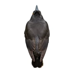 Piculet