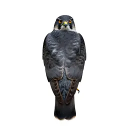 Pigeon hawk