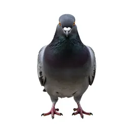 Pigeon