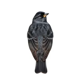 Pine grosbeak
