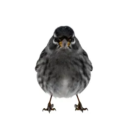 Pine siskin