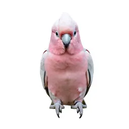 Pink cockatoo