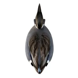 Pintail