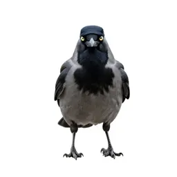 Piping crow