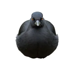 Piping guan