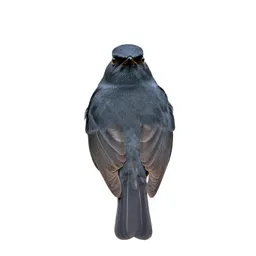 Pipit