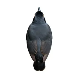 Pitta