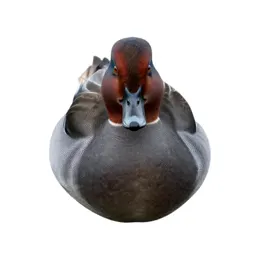 Pochard