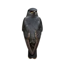 Poorwill