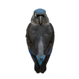 Popinjay