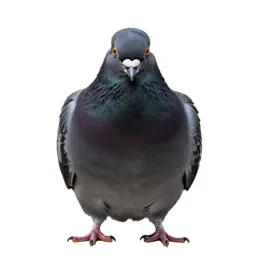 Pouter pigeon