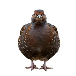 Prairie chicken