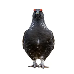 Ptarmigan