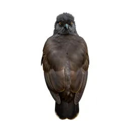 Puffbird
