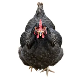 Pullet
