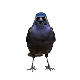 Purple grackle