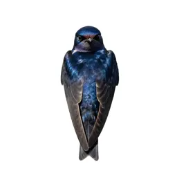 Purple martin