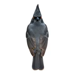 Pyrrhuloxia