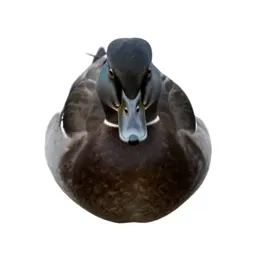 Quack-quack