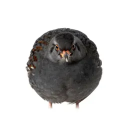 Quail