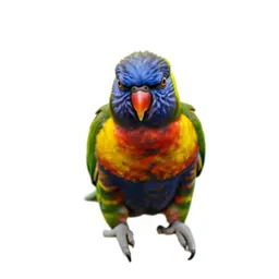 Rainbow lorikeet