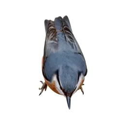 Red-breasted nuthatch