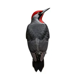Red-breasted sapsucker