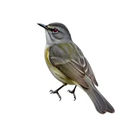 Red-eyed vireo