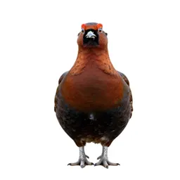 Red grouse