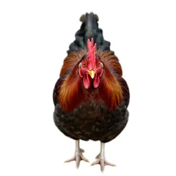 Red jungle fowl