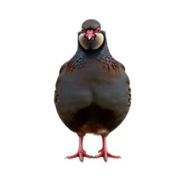 Red-legged partridge