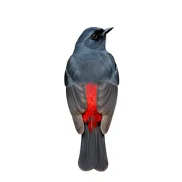 Red-shafted flicker