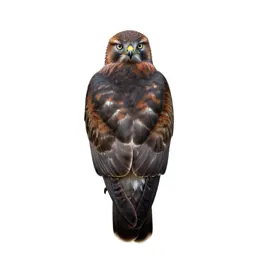 Red-shouldered hawk