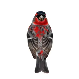 Red siskin