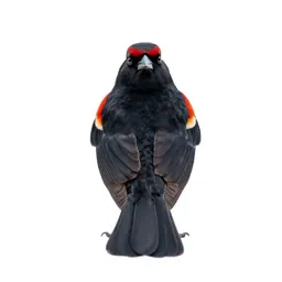 Red-winged blackbird