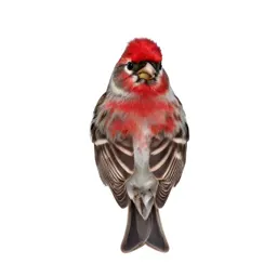 Redpoll