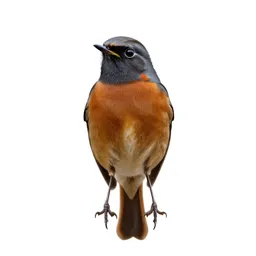 Redstart