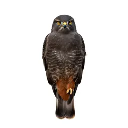 Redtail