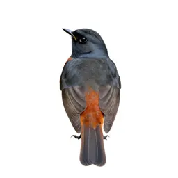 Redwing