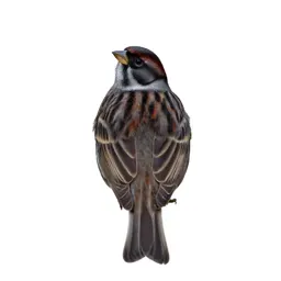 Reed bunting