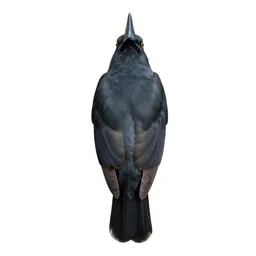 Riflebird