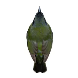Rifleman bird