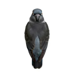 Ring-necked parakeet