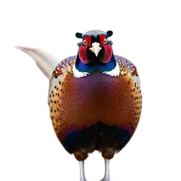 Ring-necked pheasant