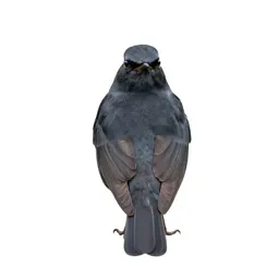 Ring ouzel